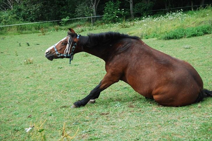 New Forest Vestergaards Dharma. Solgt - NR.17) man sidder ned og ryster sig!! haha xD Takk fordi i så med lig meget gerne en komantar!!<3 så er i søde :D billede 17