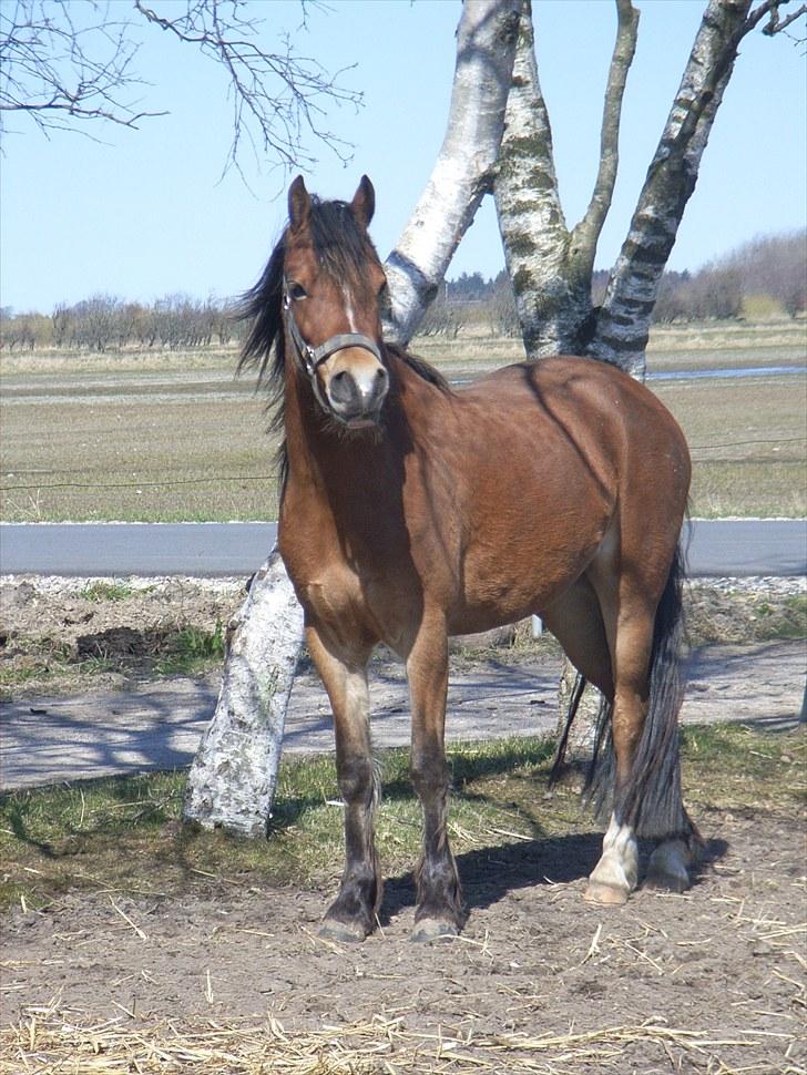 Welsh Pony (sec B) Rughaven Chivas - Chivas fuld firgur billede 16