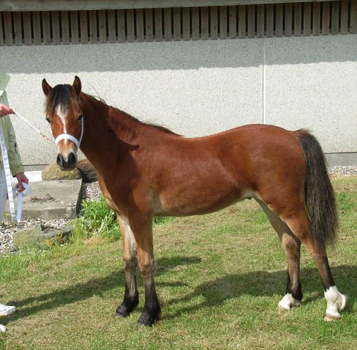 Welsh Pony (sec B) Rughaven Chivas - Chivas til plageskue  billede 15