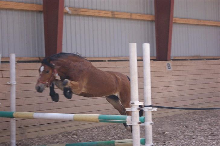 Welsh Pony (sec B) Rughaven Chivas - Løsspringning (80 cm) billede 14