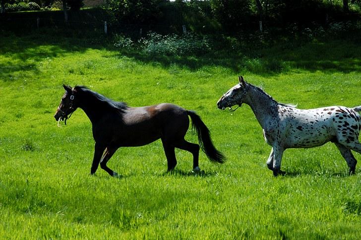 Anden særlig race Suna's Supaya billede 2
