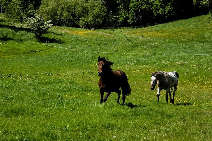 Anden særlig race Suna's Supaya billede 3