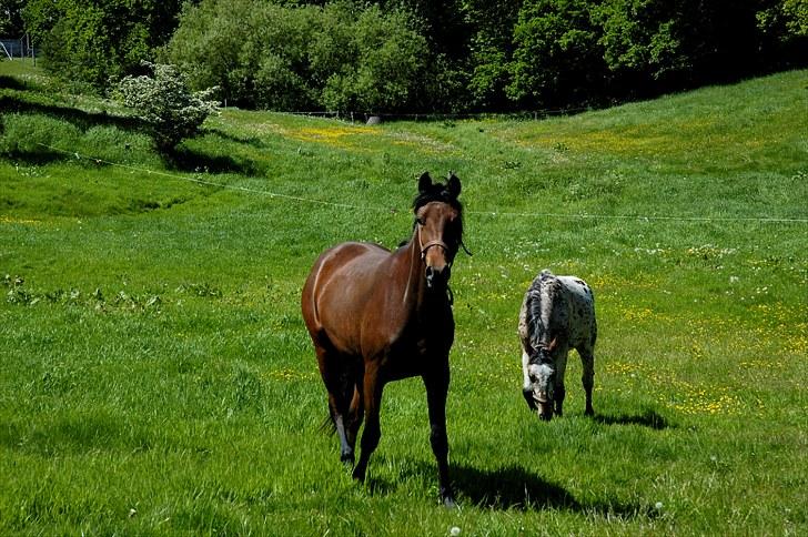 Anden særlig race Suna's Supaya billede 4