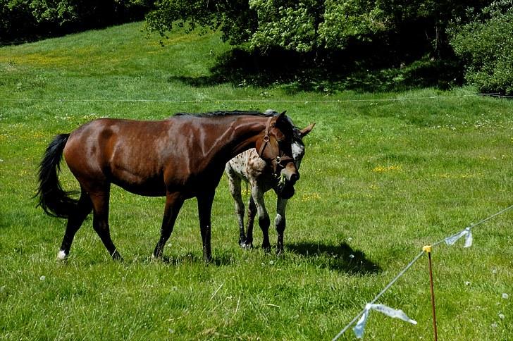 Anden særlig race Suna's Supaya billede 5