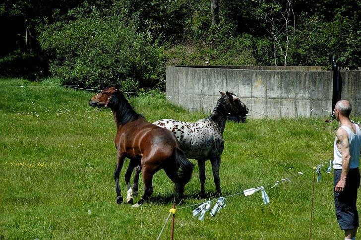 Anden særlig race Suna's Supaya billede 6