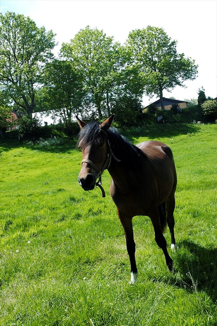 Anden særlig race Suna's Supaya billede 7