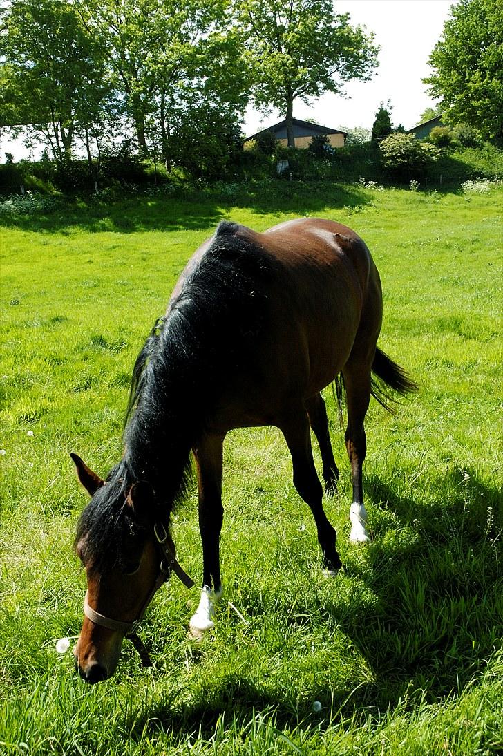 Anden særlig race Suna's Supaya billede 8