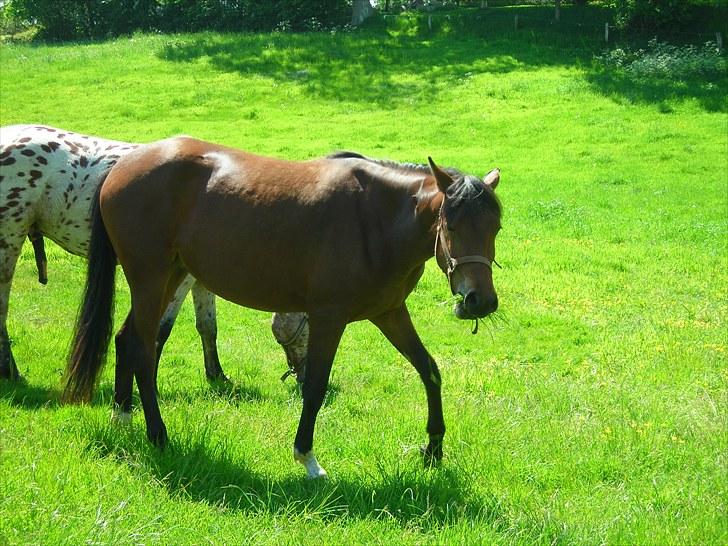 Anden særlig race Suna's Supaya billede 10