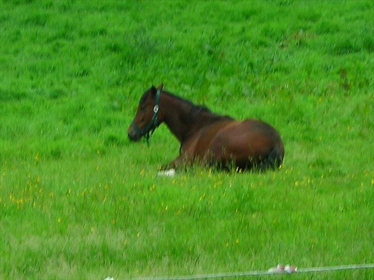 Anden særlig race Suna's Supaya billede 11