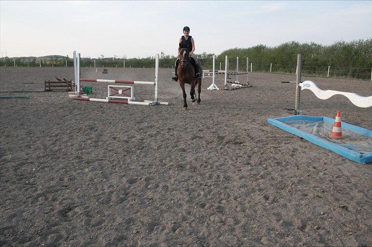 Anden særlig race Stensgaardens mistral billede 1