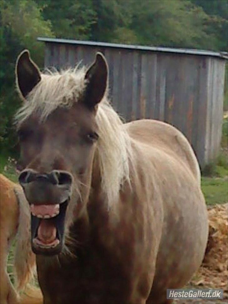 Islænder Fjóla billede 1