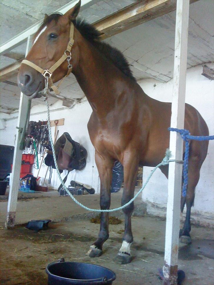 Anden særlig race Stensgaardens mistral billede 2