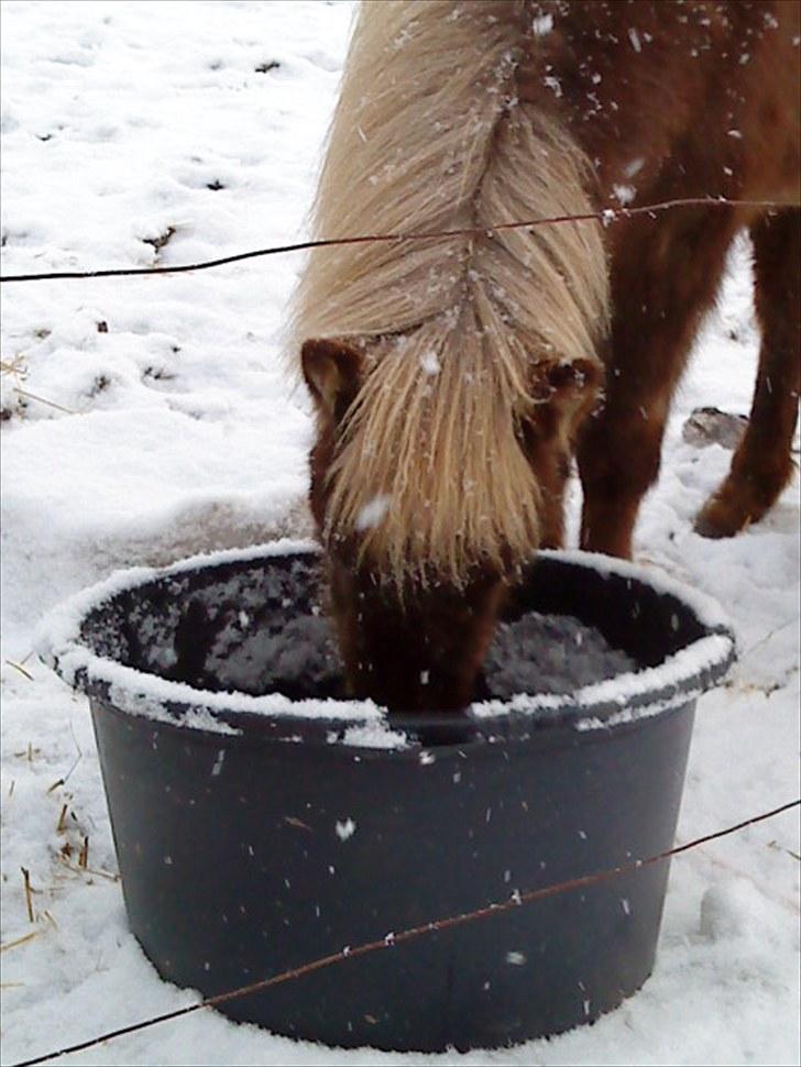 Islænder Fjóla - uuuuh! Vandet er frosset til is! Jeg står lige og slikker! :P billede 2