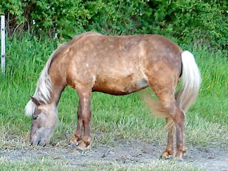 Islænder Fjóla - mmmm...Dejligt græs! billede 3