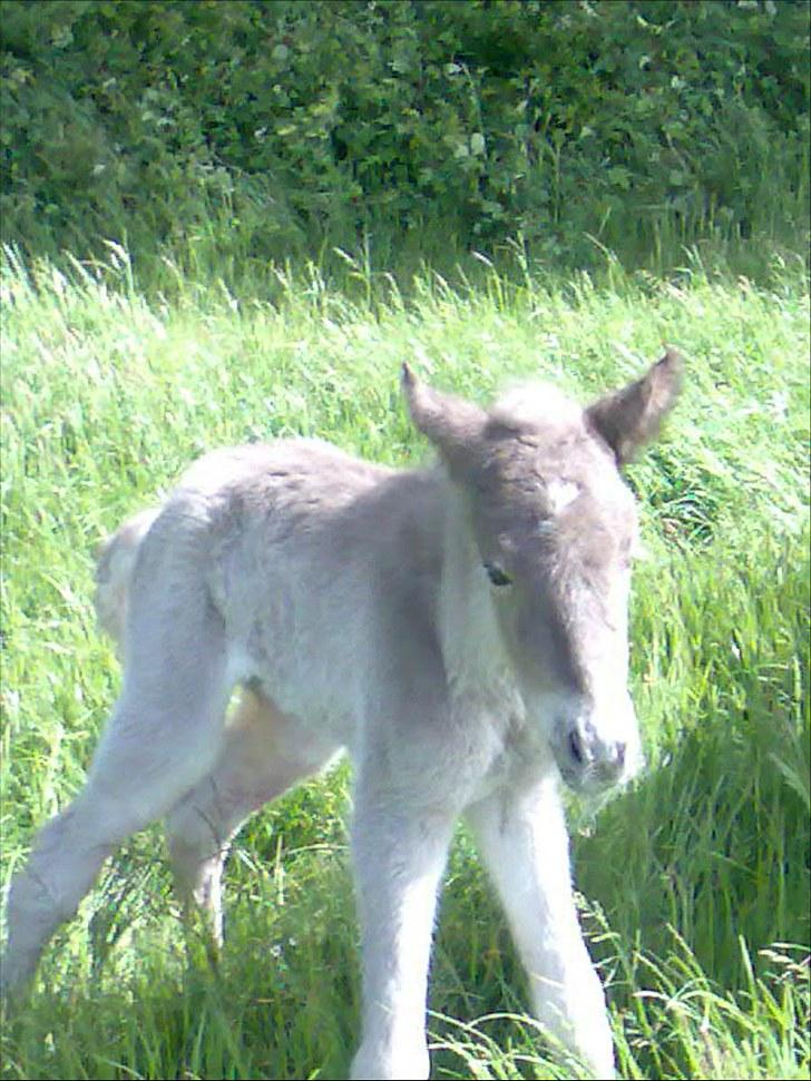 Islænder Fjóla - Jeg har lige lært og gå! SE MIG! Er jeg ikke CUTE? billede 4