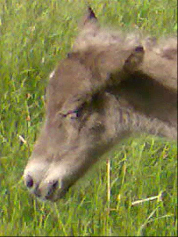 Islænder Fjóla - Jeg tar mig lige en slappert! billede 5