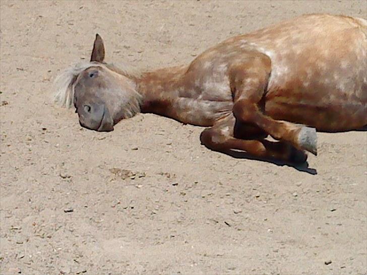 Islænder Fjóla - Se mig! Jeg spiller død! Jeg kan også rulle rund, men det gider jeg ikke... billede 6