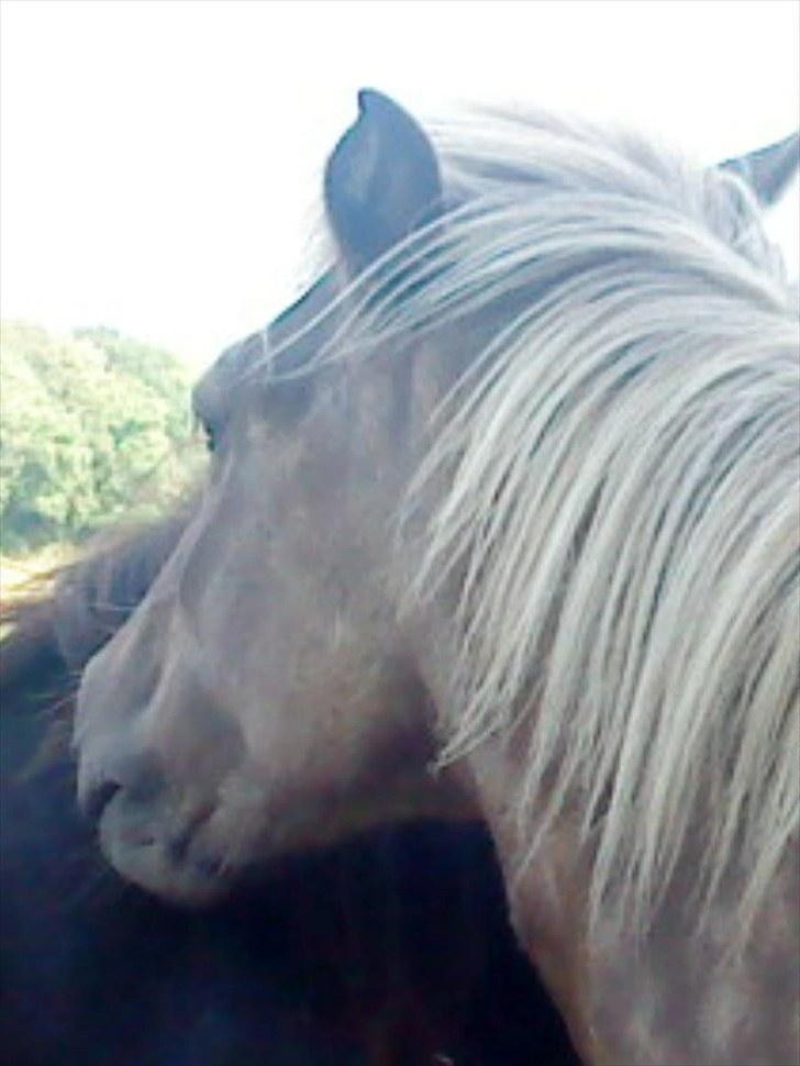 Islænder Fjóla billede 7