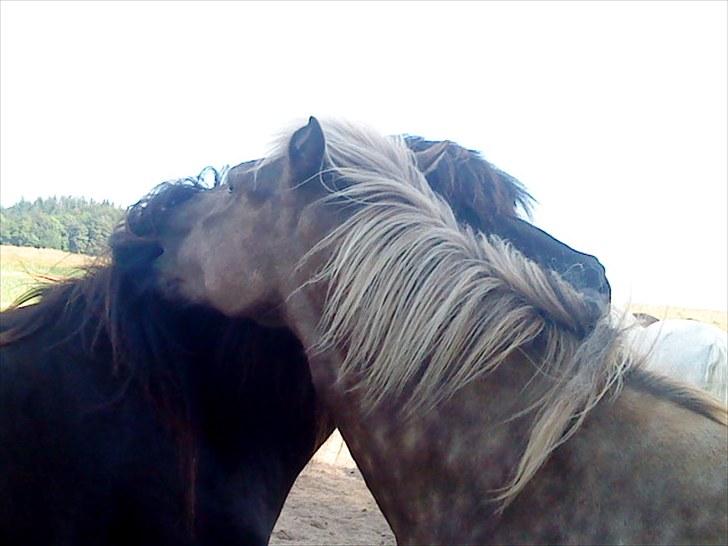 Islænder Fjóla - Jeg EEEELSKER min moooar! billede 8