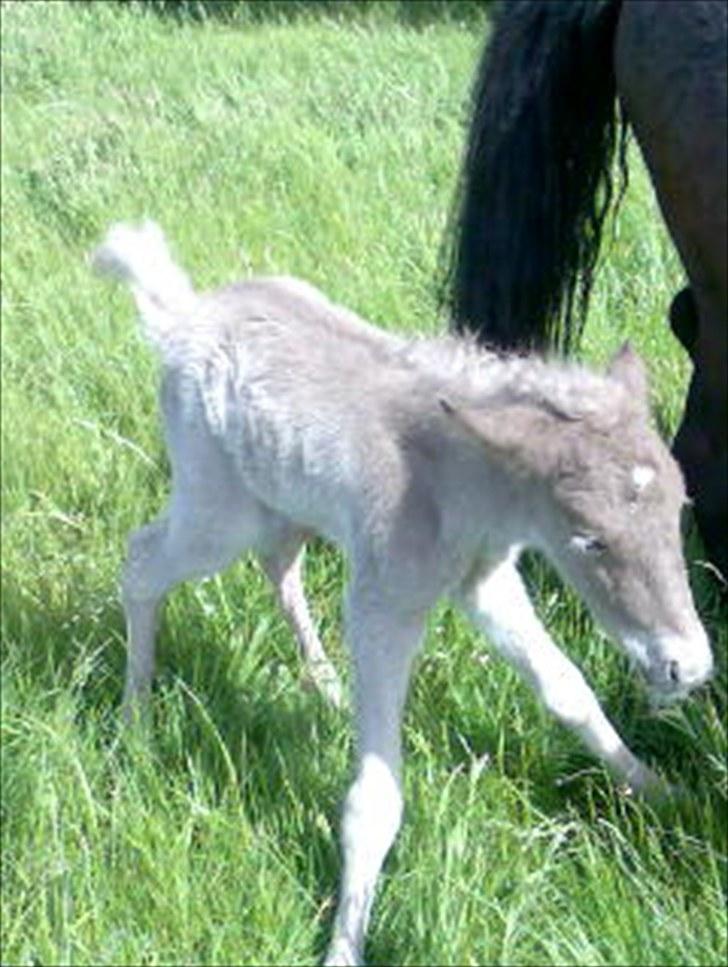 Islænder Fjóla billede 9