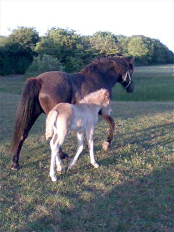 Islænder Fjóla - Bar´ rolig mor! Jeg er lige bag dig! billede 10