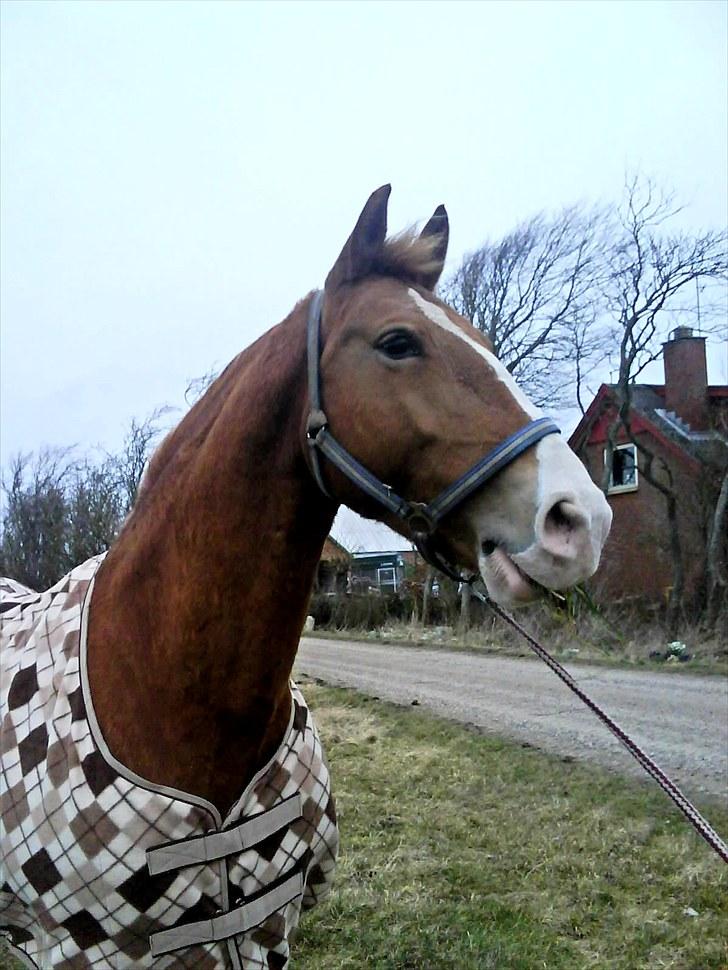 Frederiksborg Ronja - Ronja med hendes nye dækken billede 1