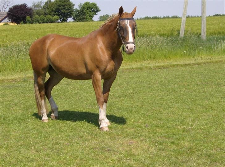 Frederiksborg Ronja - Middags pause :) billede 2