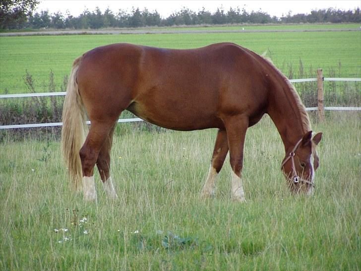 Frederiksborg Ronja - En træt Ronja efter stævne billede 3