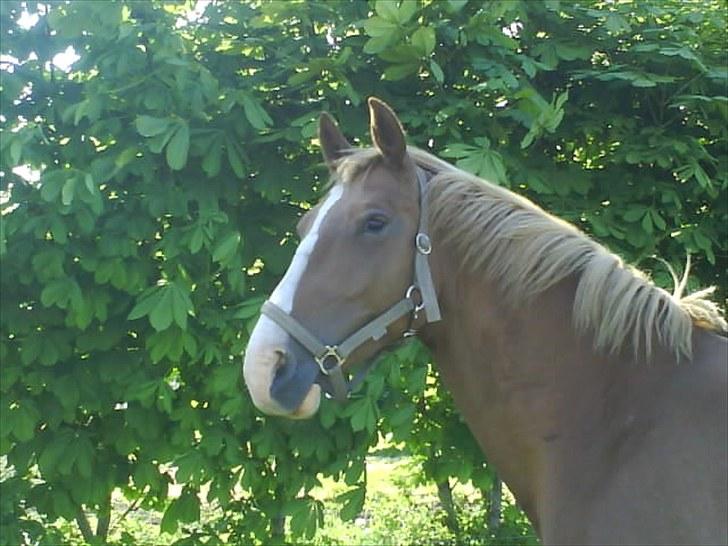 Frederiksborg Ronja - Smil Ronja (: billede 4