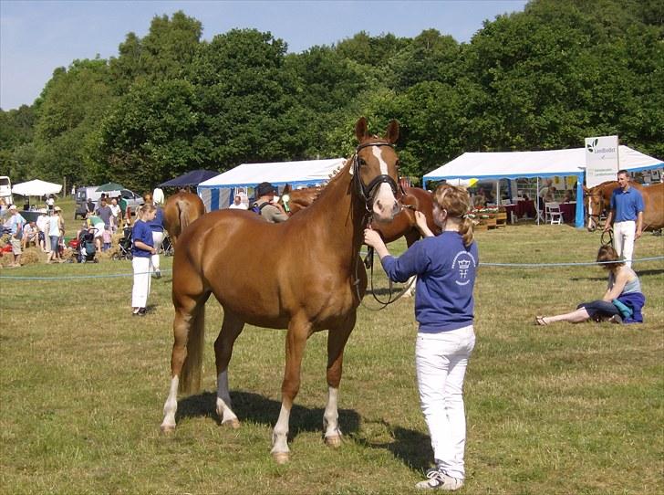Frederiksborg Ronja - Dyreskue i Silkeborg billede 5
