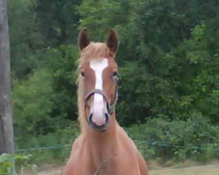 Frederiksborg Romeo - En glad dreng (: billede 2