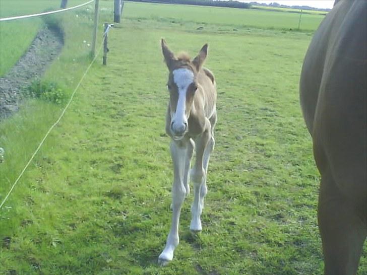 Frederiksborg Romeo - Lige kommet til verden billede 3