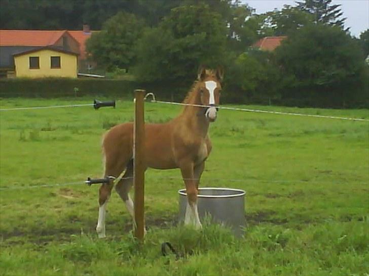 Frederiksborg Romeo - Hvor er min legekammerat? billede 4