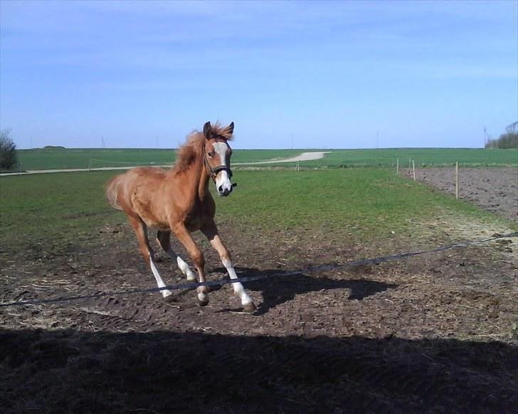Frederiksborg Romeo - fuld af fart billede 5