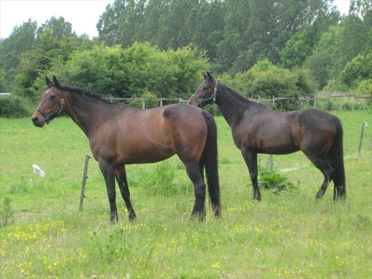 Traver sissel win - sille og indy juli 2010 billede 14