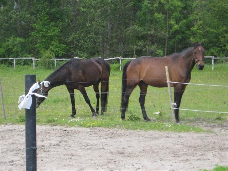 Traver sissel win billede 15