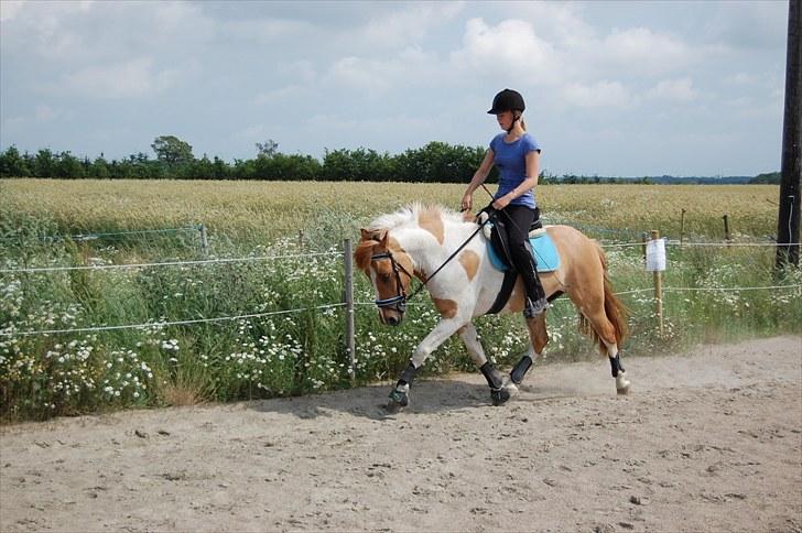 Anden særlig race Felix  - Du er en drøm at ride :) billede 3