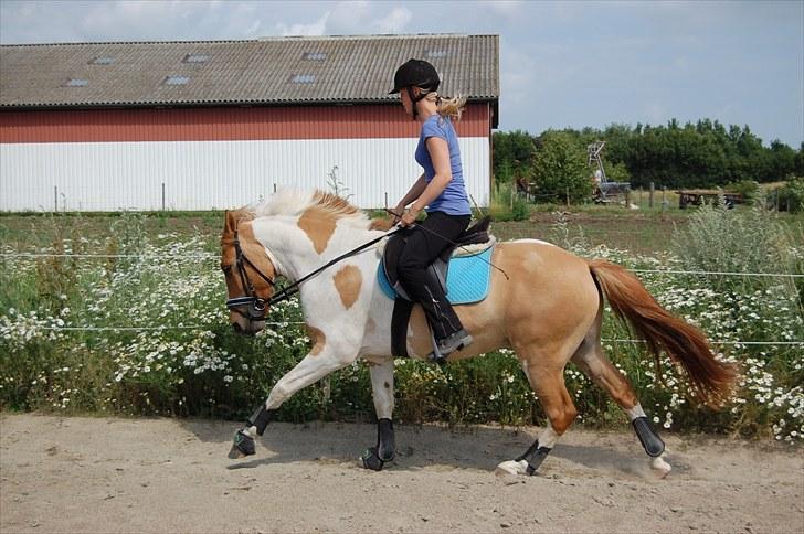 Anden særlig race Felix  billede 7