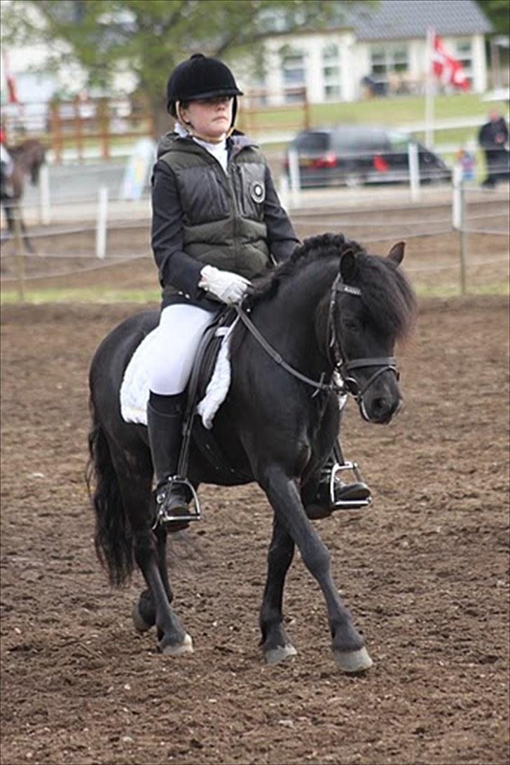 Dartmoor franco (solgt) - anne byrum på franco til mors stævne (opvarmning) billede 19