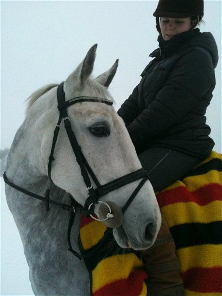 Anden særlig race Sevenhills Tyrone Tigers - Ihh! total yngling billed :D .. min Tiger´mis i sneen <3 billede 9