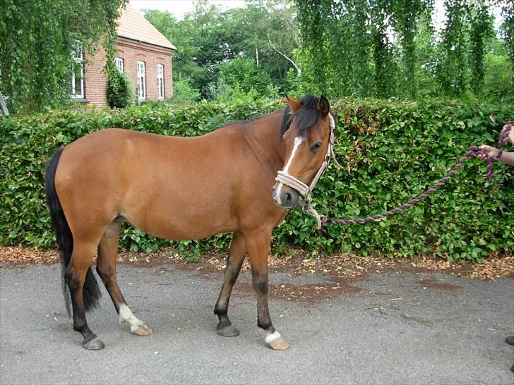 New Forest PATRICIA - nyt sommer 2010 billede 16