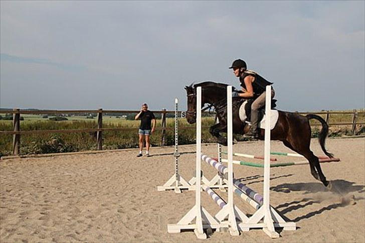 Anden særlig race Tarzan "mit et og alt,-drømme ponyen"<3 - 2010 Okse 90 cm. billede 4