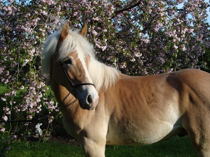 Haflinger Gandrupgårds Nazim HAH 34 billede 1