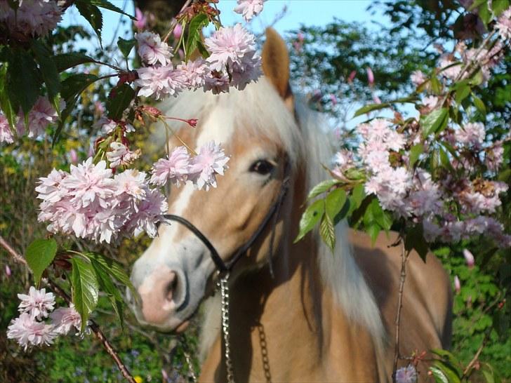 Haflinger Gandrupgårds Nazim HAH 34 billede 2