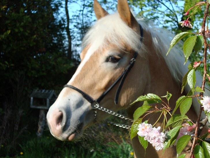 Haflinger Gandrupgårds Nazim HAH 34 billede 3