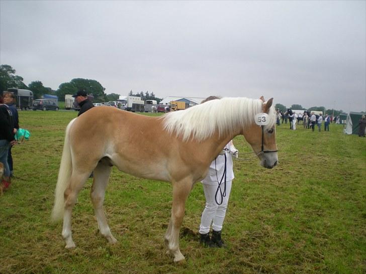 Haflinger Gandrupgårds Nazim HAH 34 - LRØ skuet 2010 billede 4