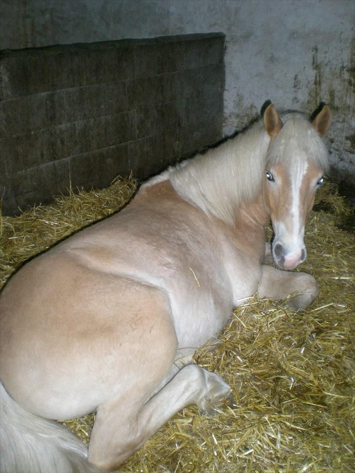 Haflinger Gandrupgårds Nazim HAH 34 billede 5