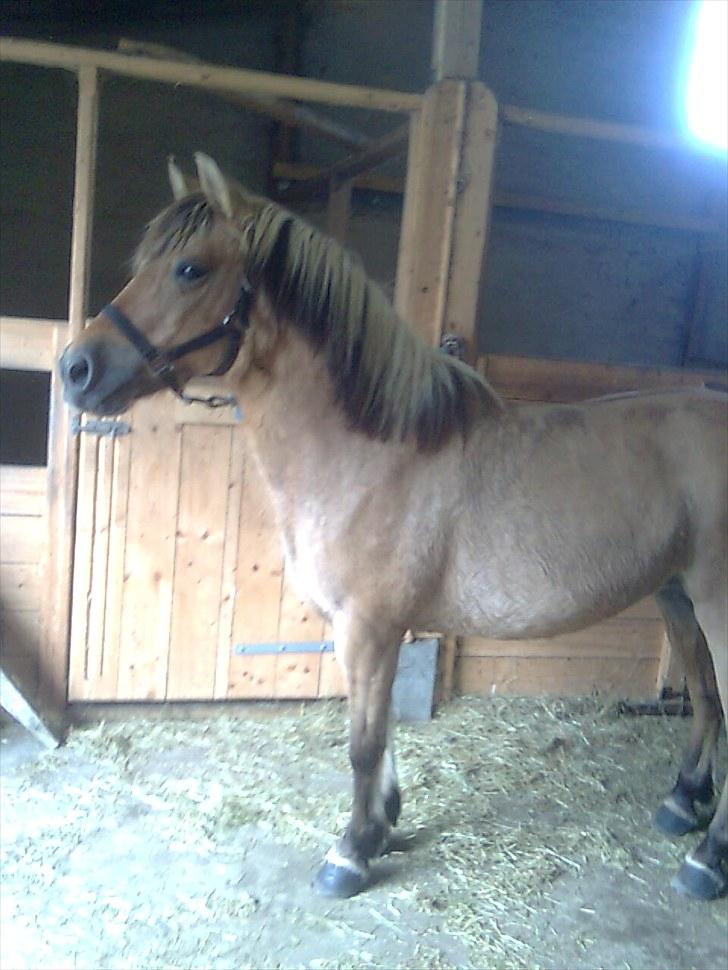 Anden særlig race Dine R.I.P billede 8