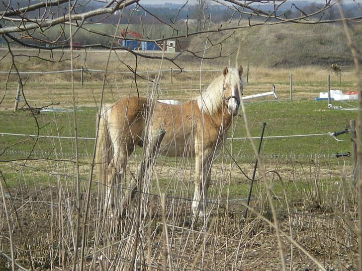 Haflinger Gandrupgårds Nazim HAH 34 billede 6