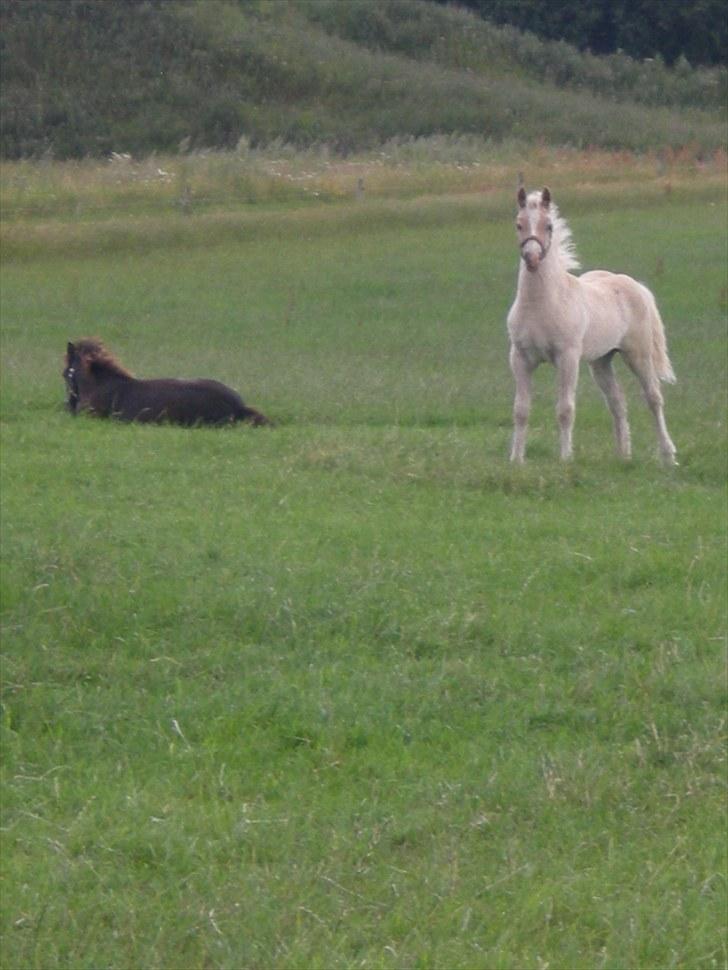 Haflinger Gandrupgårds Nazim HAH 34 - 2-3 månder gammel billede 7